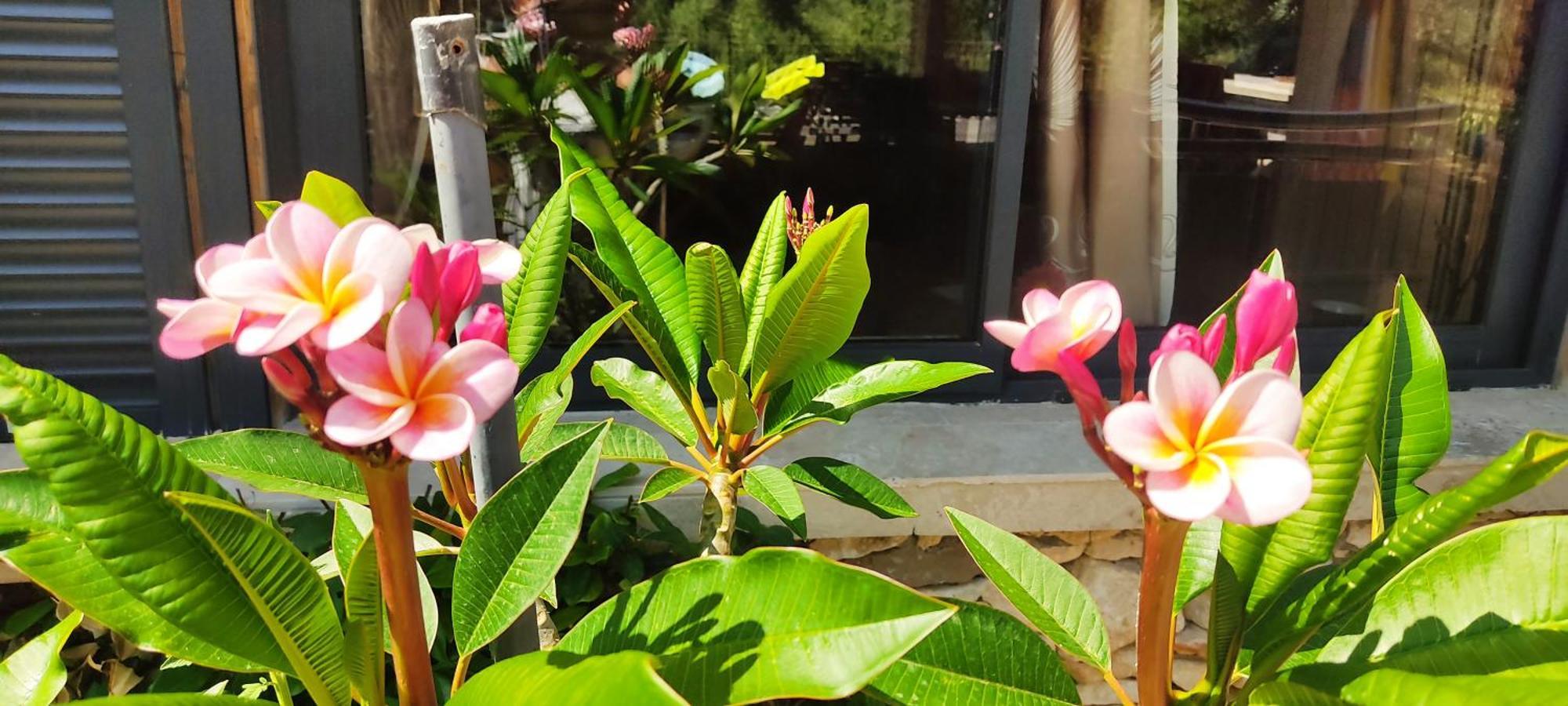 Le Frangipanier Hotel Le Barroux Ngoại thất bức ảnh